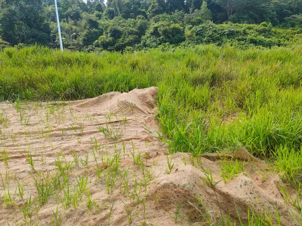 Protection permanente de la pente avec l'herbe à l'aide de la méthode hydrogénée. L'herbe sert à stabiliser la pente et à prévenir l'érosion de la pente. Efficacité et entretien réduit.