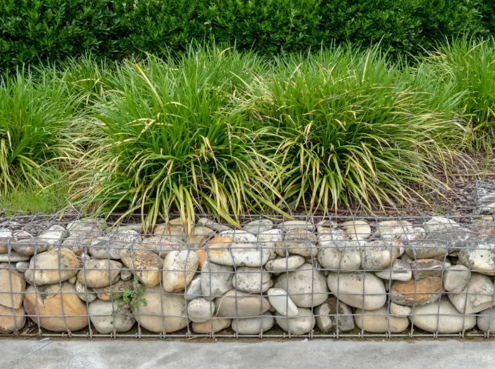 Mur de Gabion, herbe ornementale et buissons élagués se couvrent dans le design urbain.