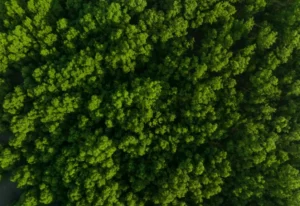 Arbres verts arrière-plan pour la neutralité carbone et le concept de zéro émission nette. Environnement vert durable