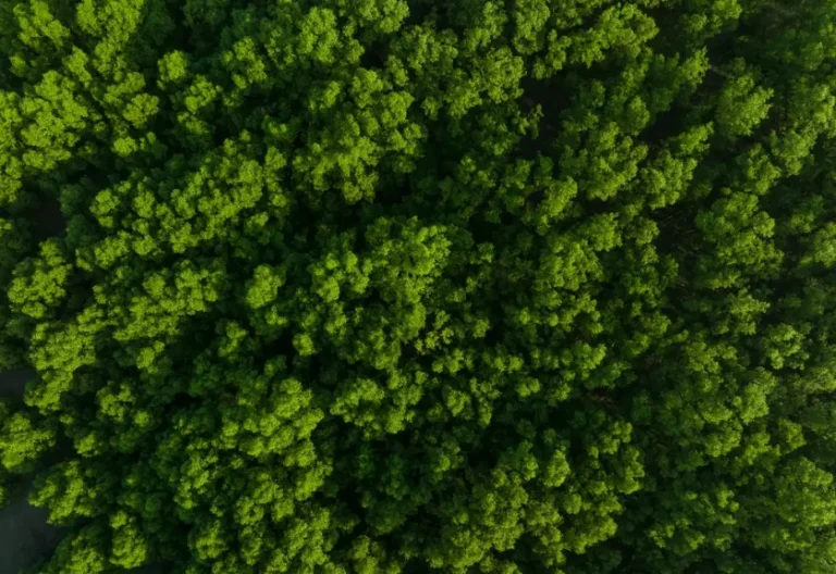 Arbres verts arrière-plan pour la neutralité carbone et le concept de zéro émission nette. Environnement vert durable