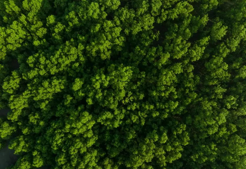 Arbres verts arrière-plan pour la neutralité carbone et le concept de zéro émission nette. Environnement vert durable