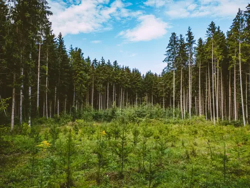 projet de reboisement professionnel. Naturive spécialiste en aménagement des berges et reboisement