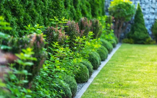 Un sentier de jardin animé bordé d'arbustes sphériques et de verdure saine sous un ciel bleu clair.