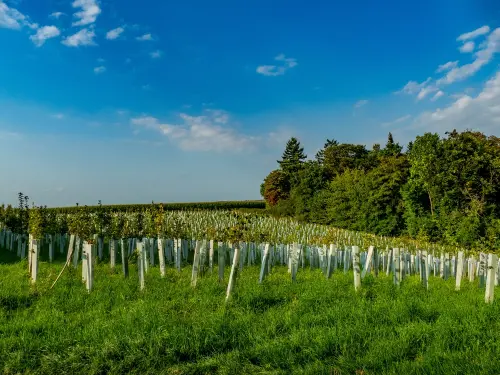 Reboisement d'arbres à feuilles caduques à la lisière de la forêt en été. Naturive spécialiste en reboisement