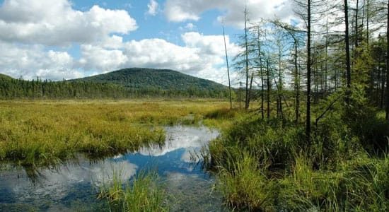 réalisation de Naturive - délimitation des zones humides
